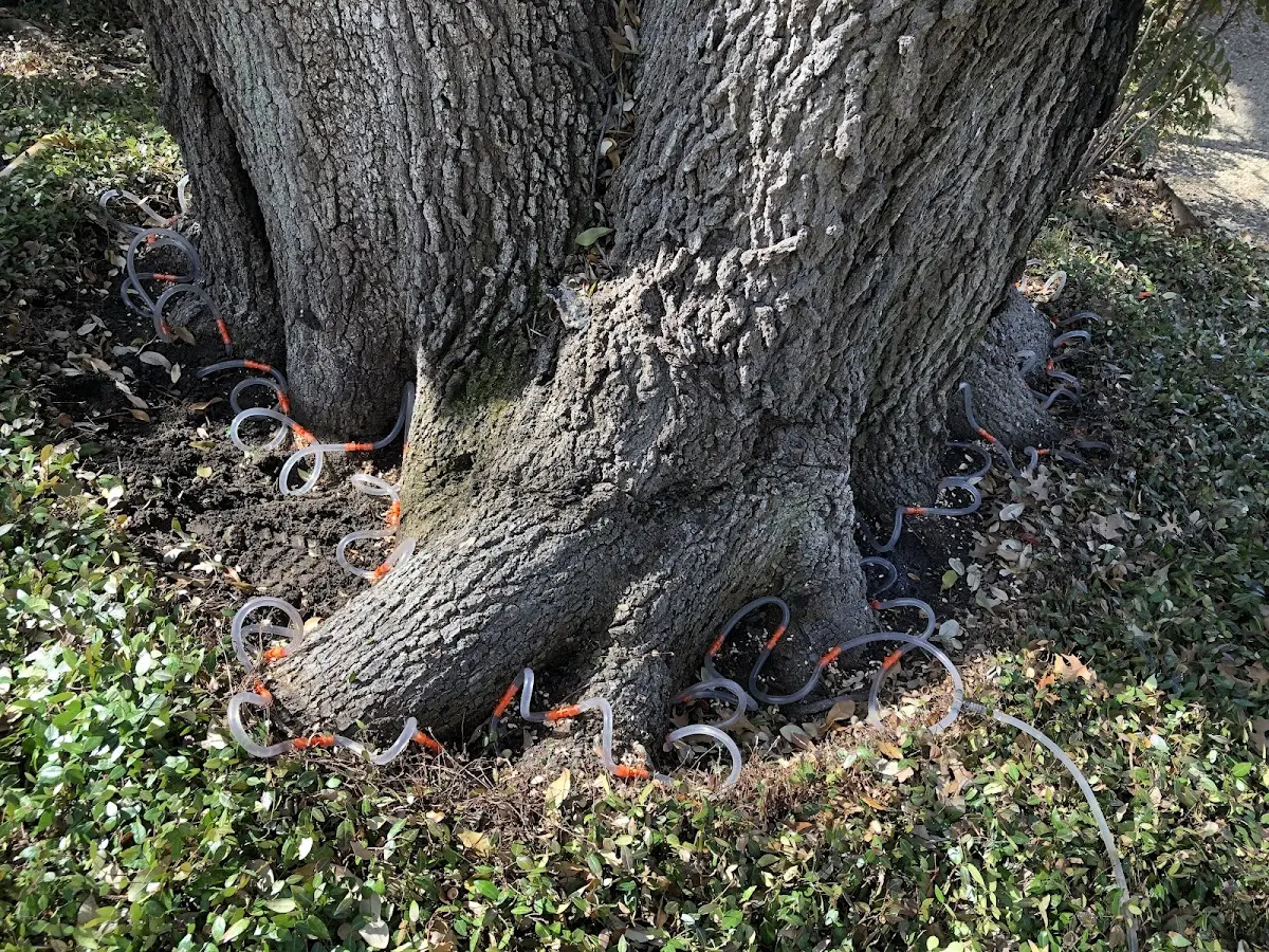 Detailed Tree Cabling and Bracing job site in Sutersville