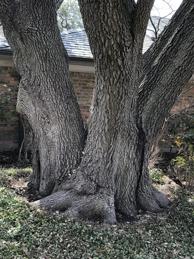 Mature heritage tree close to a Sutersville property cared for by certified arborists